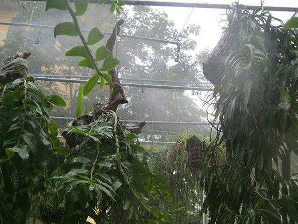 béc phun sương vườn lan