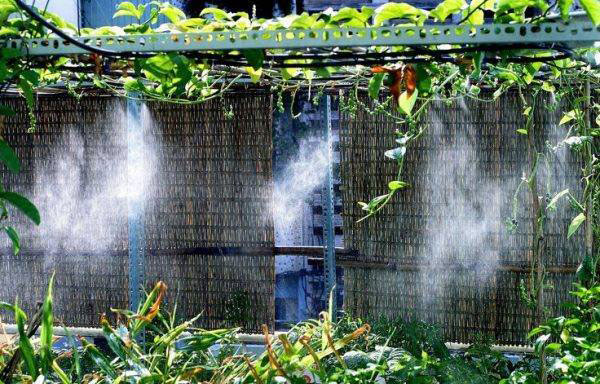 Hệ thống phun sương cho vườn