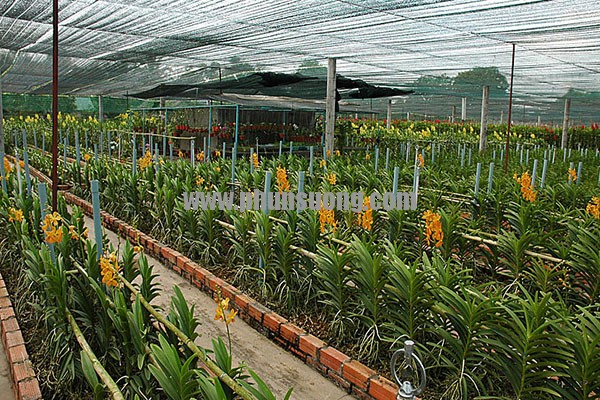 Phun sương Hawin được sử dụng cho vườn hoa tại Quận 4 – Sài Gòn