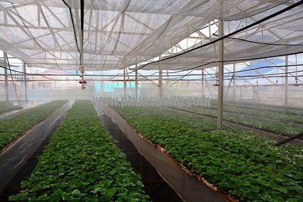 Phun sương Hoàng Hà dùng trong trồng rau