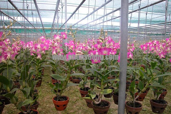 Phun sương Hawin được sử dụng cho vườn lan tại Bình Định