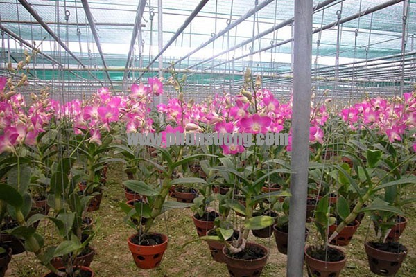 Phun sương Hawin được sử dụng cho vườn lan tại  Đồng Tháp