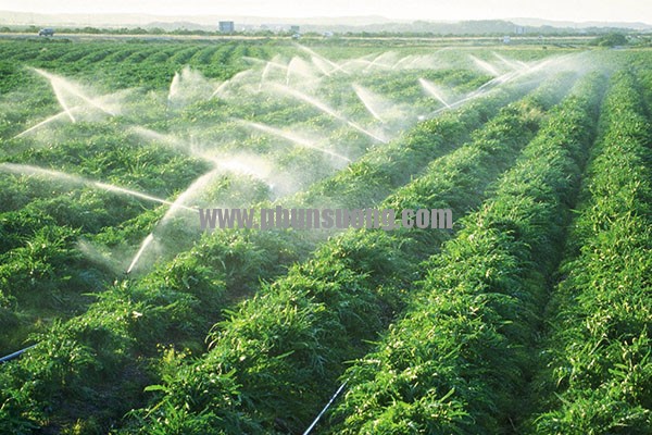 Phun sương Hawin được sử dụng cho vườn rau tại Quận 10 – Sài Gòn